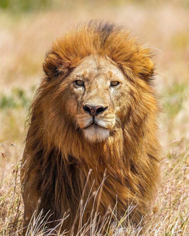 Lion in the Serengeti, Tanzania