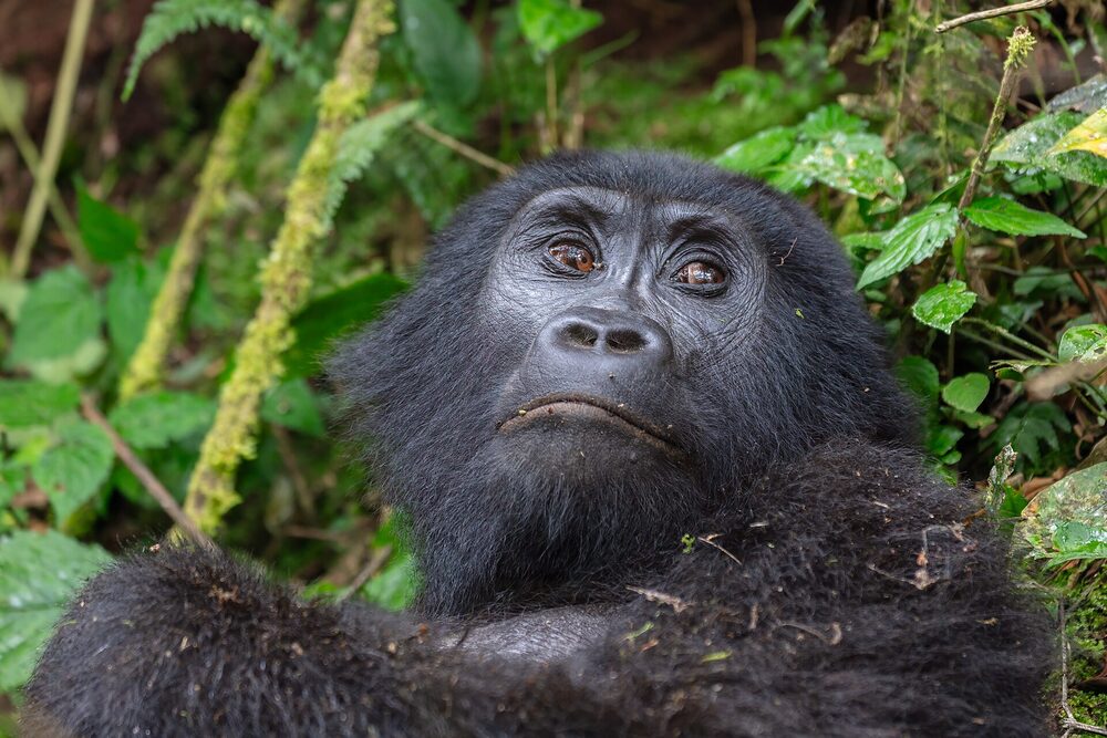 Gorilla in Bwindi Impenetrable Forest, Uganda