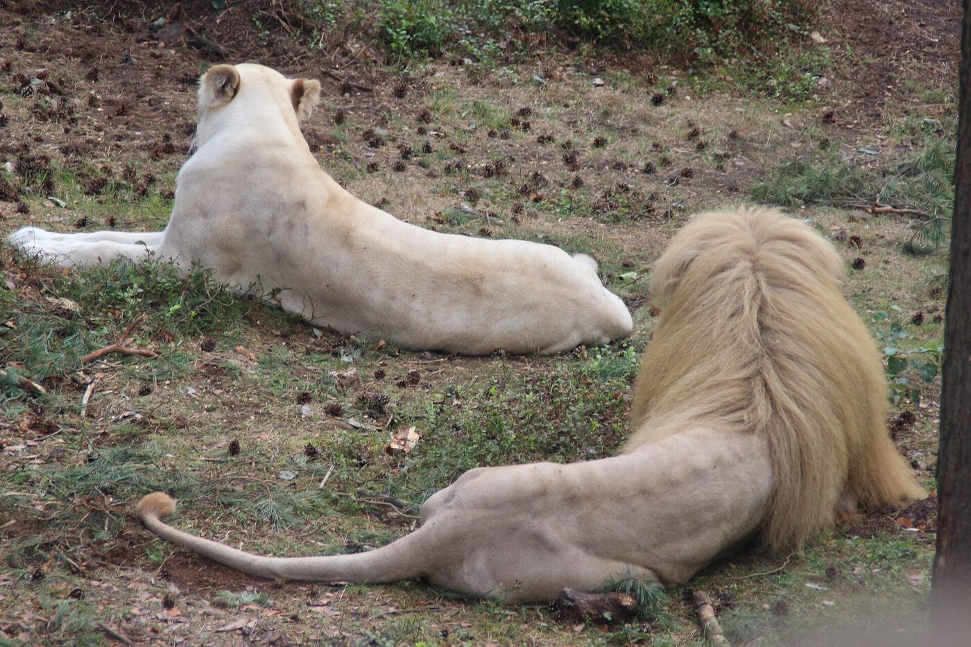 Wildlife game drive on the savanna