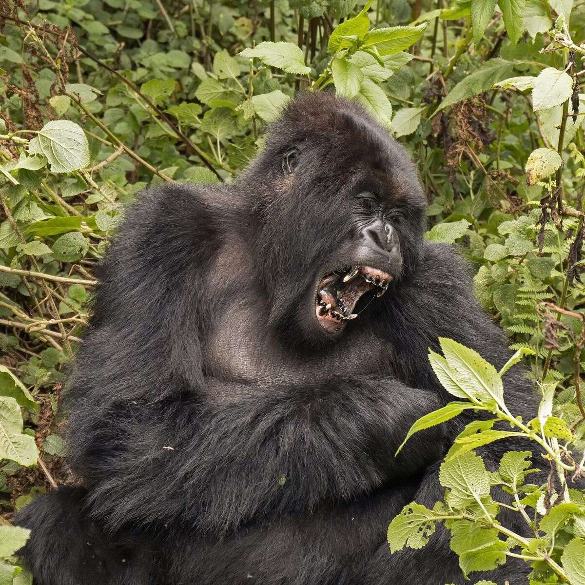Mountain gorilla in the forest